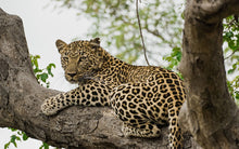 Load image into Gallery viewer, Limpopo Getaway - Makalali River Lodge - Instant Experiences