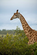 Load image into Gallery viewer, Kruger National Park Experience - Skukuza Safari Lodge - Instant Experiences