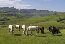 Load image into Gallery viewer, Drakensberg Escape - Alpine Heath Resort - Instant Experiences