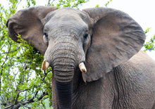 Load image into Gallery viewer, Escape To The Kruger Park - Makalali Main Lodge - Instant Experiences