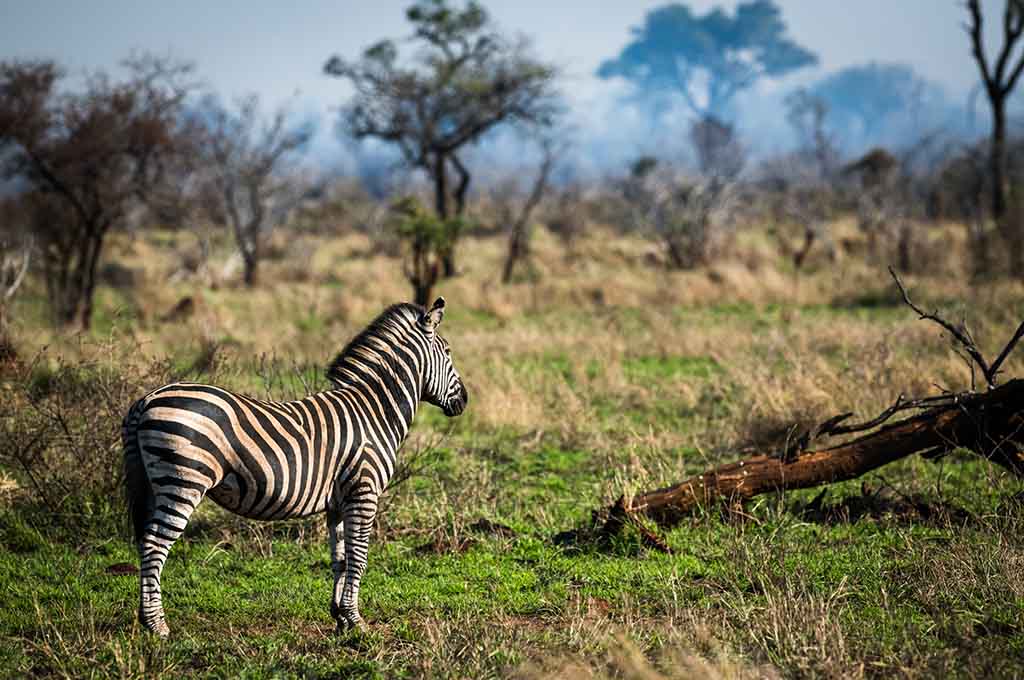 nkuhlu tented camp Kruger National Park Getaway