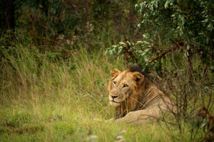 Kruger National Park Experience - Skukuza Safari Lodge - Instant Experiences 