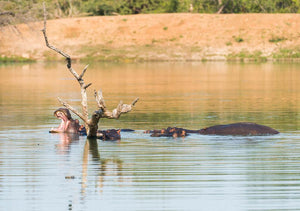 Escape To The Kruger Park - Makalali Main Lodge - Instant Experiences 